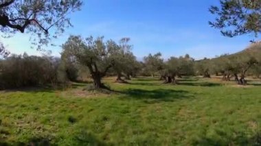 İspanya 'da güneşli bir günde zeytin ağaçları