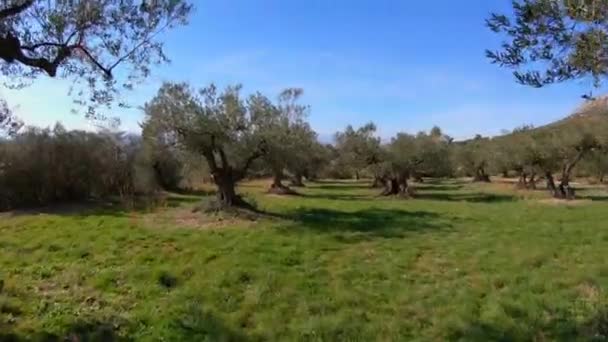 Olivovníky Slunečného Dne Španělsku — Stock video