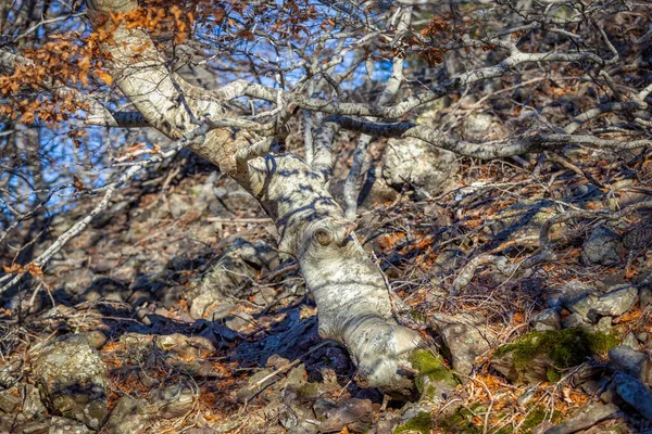 Slunečný Den Bukovém Lese Podzim Zblízka Starého Kmene — Stock fotografie