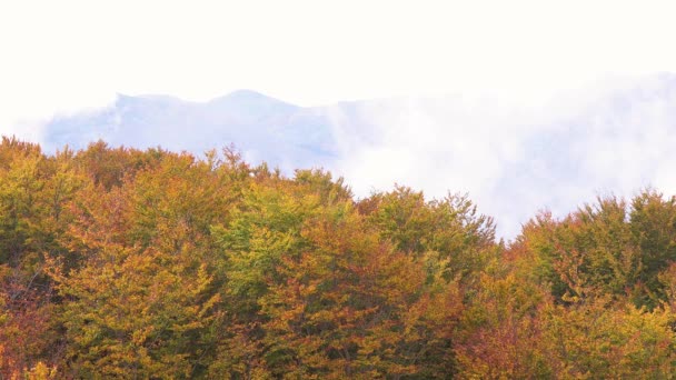 Paesaggio Autunnale Una Montagna Spagnola Montseny Con Nuvole Foresta Colorata — Video Stock