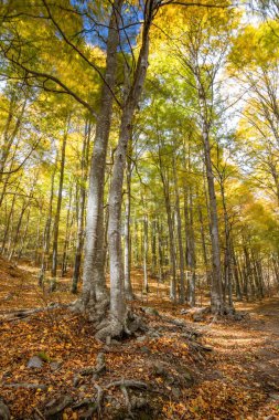 Güzel sonbahar kayın ormanları rüzgarlı bir günde Montseny dağında İspanya 'nın Katalonya' sında