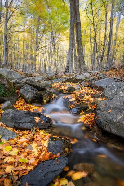 Ładny Las Bukowy Jesienią Hiszpanii Małym Potoku Góry Montseny — Zdjęcie stockowe