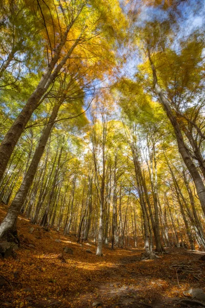 Bella Faggeta Autunnale Una Giornata Ventosa Una Montagna Montseny Catalogna — Foto Stock