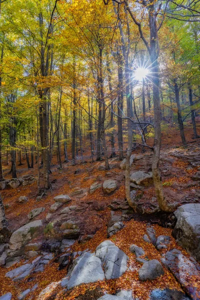 Floresta Faia Agradável Outono Com Sol Espanha Montseny Montanha — Fotografia de Stock