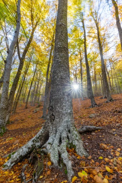 Ładny Las Bukowy Jesienią Słońcem Hiszpanii Góry Montseny — Zdjęcie stockowe