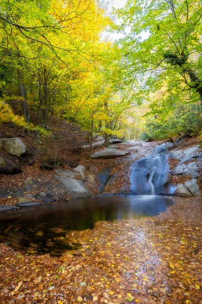 Nice Beech Forest Autumn Spain Small Creek Mountain Montseny — Stock Photo, Image