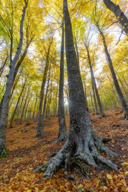 Sonbaharda güzel bir kayın ormanı. İspanya 'da güneş, Montseny Dağı.
