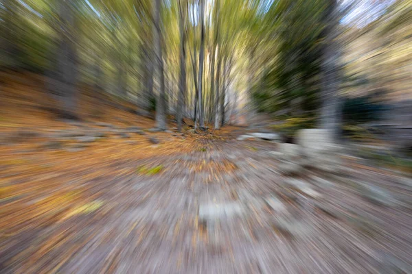 Dinamikus Kép Egy Őszi Erdőben Lencse Zoom Használatával — Stock Fotó