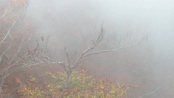 Őszi Táj Egy Spanyol Hegyről Montseny Felhők Színes Erdő — Stock videók