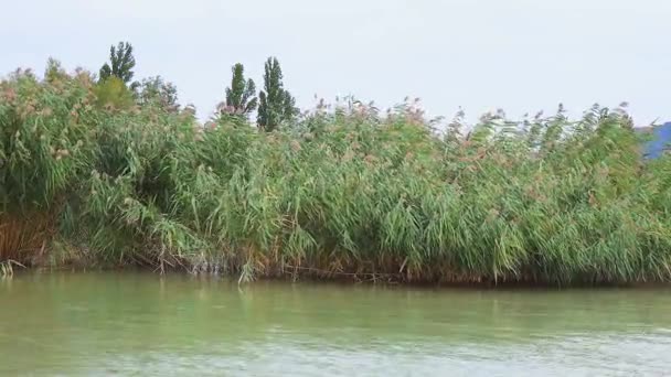 匈牙利的Balaton湖 天气晴朗 — 图库视频影像