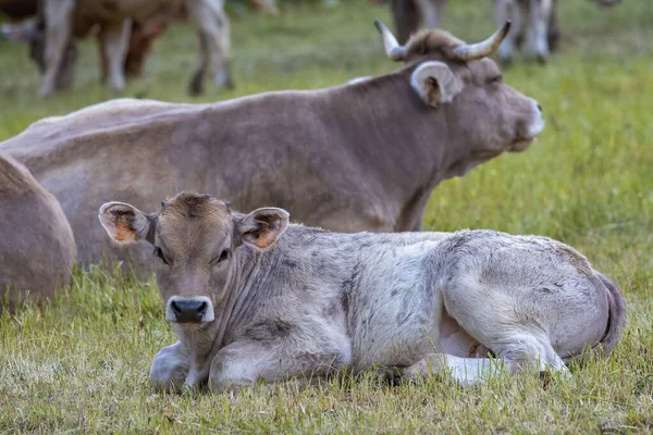 Typical Spanish Calf Look Photographer — Stock Photo, Image