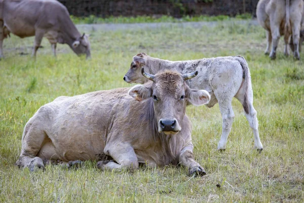 Типичная Испанская Корова Смотрит Фотографа — стоковое фото