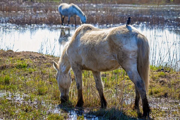 スペインの国立公園の湿地帯で白馬とスターリング市 Aiguamolls Emporda — ストック写真