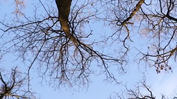 Images de vue du bas de la forêt de chênes en hiver par une journée ensoleillée 
