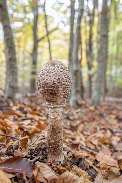 Edible Fresh Parasol Mushroom Macrolepiota Procera Forest Autumn Time — Stock Photo, Image