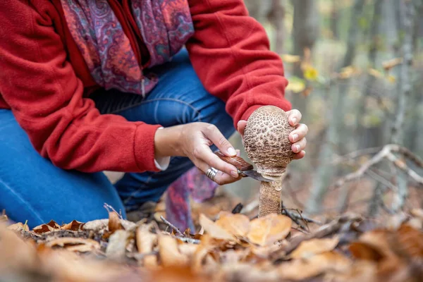 Woman Gathers Woods Edible Parasol Mushroom Macrolepiota Proceed — Stock Photo, Image