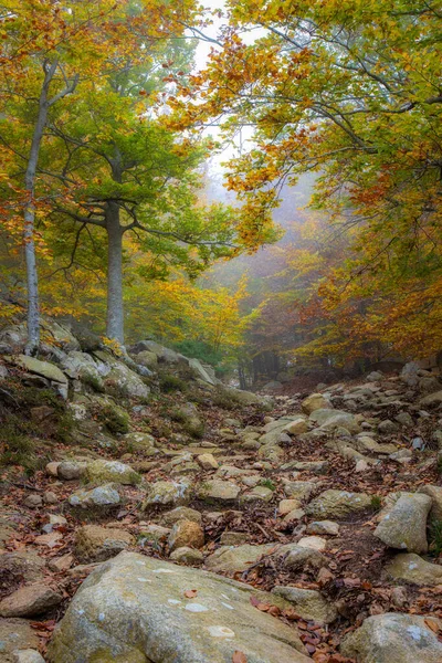 Όμορφο Φθινόπωρο Δάσος Οξιάς Στο Ισπανικό Βουνό Montseny — Φωτογραφία Αρχείου