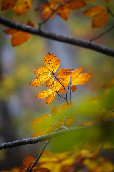 Sluiten Van Beukenbladeren Herfst — Stockfoto