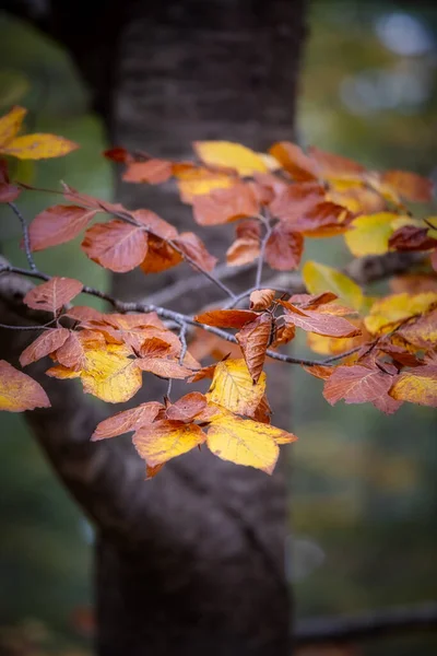 秋にブナの葉を閉じる — ストック写真