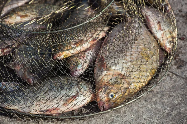 Atrapados, peces de río en un estanque de hierro . — Foto de Stock