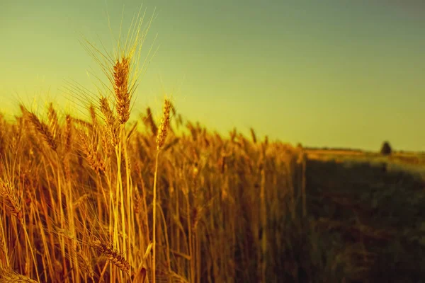 Die reife, trockene Ähre des goldenen Weizens in den Tropfen nach dem Regen auf einem Feld bei Sonnenuntergang. — Stockfoto