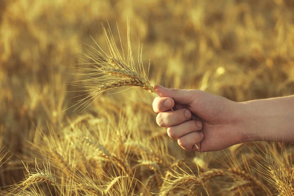 Oreilles mûres et sèches de blé doré dans un champ au coucher du soleil dans sa main agronome. Récolte . — Photo