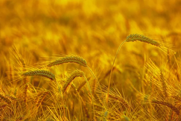 La espiga madura y seca de trigo dorado en las gotas después de la lluvia en un campo al atardecer. Cosecha . — Foto de Stock