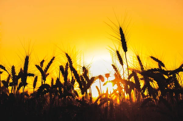 Weizenstacheln in Nahaufnahme auf einem Hintergrund Sonnenuntergang. Ernte. — Stockfoto
