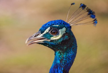 İki büyük güzel ördek çiftlikte bir havuzda yüzme.