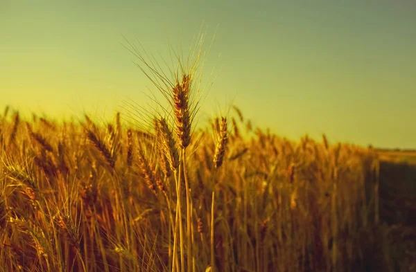 Weizenstacheln in Nahaufnahme auf einem Hintergrund Sonnenuntergang. Getreideernte im Sommer. — Stockfoto
