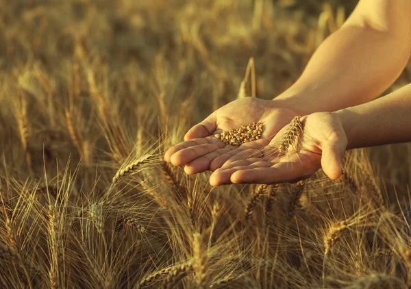 Der Agronom steht bei Sonnenuntergang auf einem großen Feld und hält die Hände an Ähren. Getreideernte im Sommer. — Stockfoto