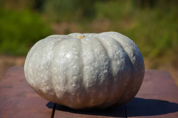 Grande, grande, zucca verde poggia su un tavolo di legno . — Foto Stock