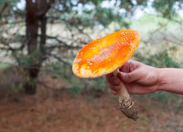 Genç, küçük, şık bir ormanda büyüyen bir kırmızı şapka Zehirli mantar orman amanita ile. Zehirli ve zehirli bitkiler. — Stok fotoğraf