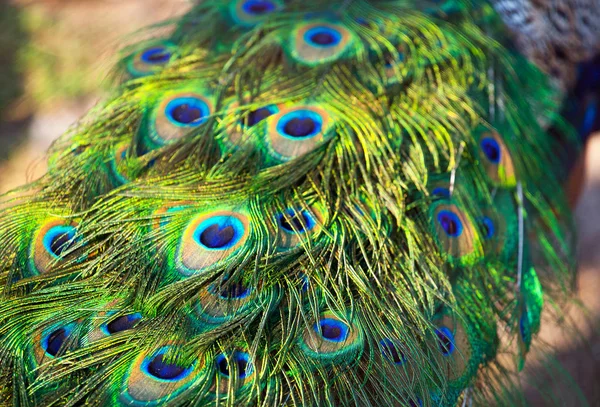 Volwassen mannelijke peacock's tail. Close-up van de veer. Broedvogels op boerderijen. — Stockfoto