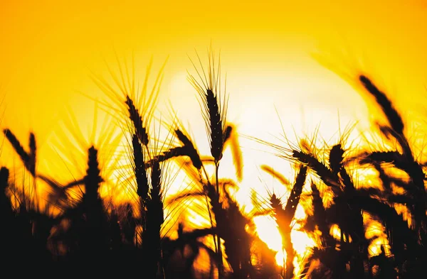 Espiguillas maduras y secas de color oro de trigo de cerca en el campo sobre una puesta de sol de fondo. Limpieza de cosechas de verano . — Foto de Stock