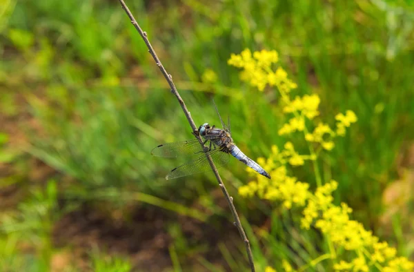 Hermosa, azul, libélula individual grande Odonata sentado en una ramita en la naturaleza . — Foto de Stock