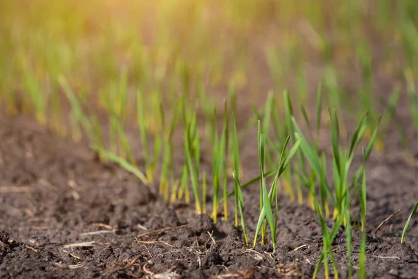 Campo com colheitas de inverno brotadas em uma fileira, trigo baixo — Fotografia de Stock