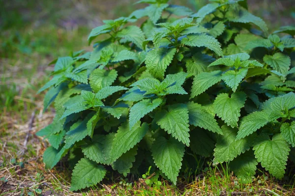 Nettles alanında büyüyen büyük bush