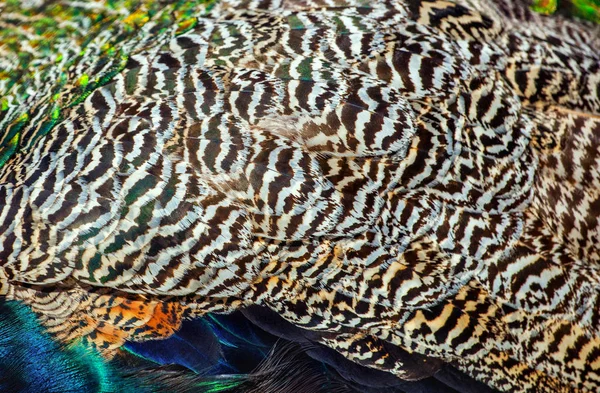 Volwassen mannelijke peacock's tail. Close-up van de veer. — Stockfoto