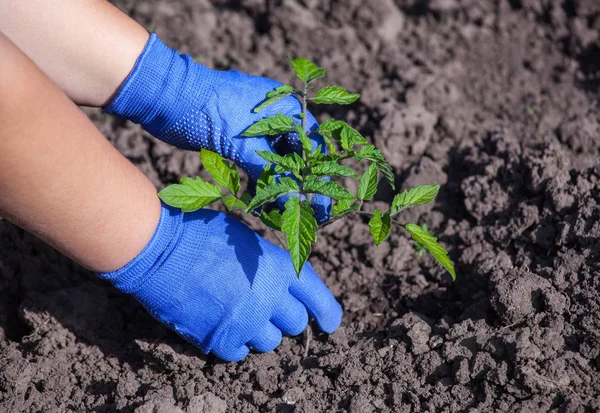 Agronomo piantagione piantina di pomodoro piccola primavera in piena terra . — Foto Stock