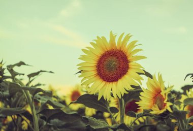 Güzel, sarı ve çiçek açan ayçiçeği tarlası 