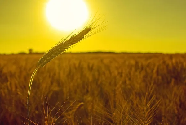 La espiga madura y seca de trigo dorado — Foto de Stock