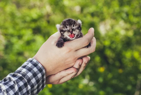 Ein Mann hält ein kleines, schön gestreiftes Kätzchen — Stockfoto