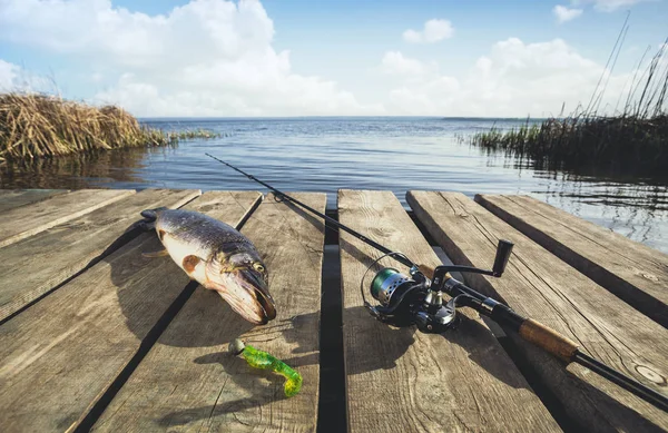 Atrapado de los peces grandes de agua dulce - un lucio, acostado cerca de la hilatura en el puente de madera — Foto de Stock