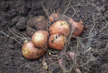 Bahçedeki yerdeki genç patates dışarı kazdık bush yatıyor.