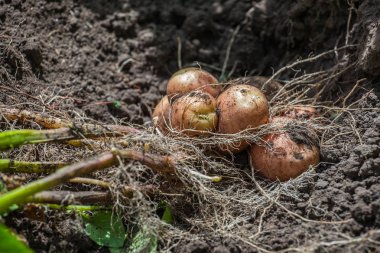Genç patates dışarı kazdık bush yere yatıyor 