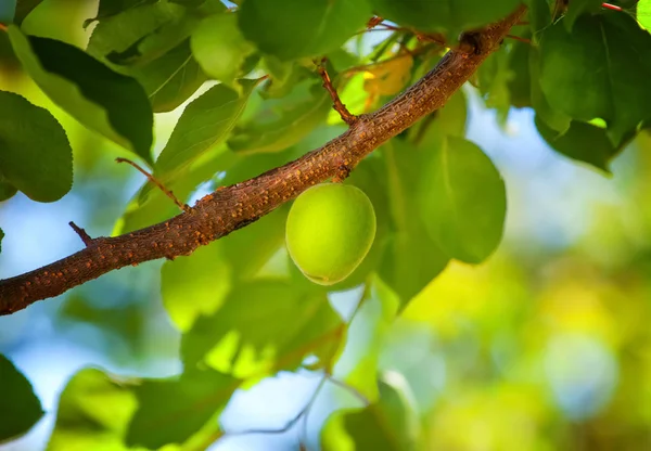 Fruto não maduro de um damasco verde pendurado em um galho de árvore — Fotografia de Stock