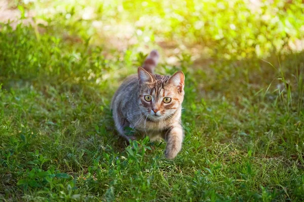 A young, beautiful striped cat walks in nature — Stock Photo, Image