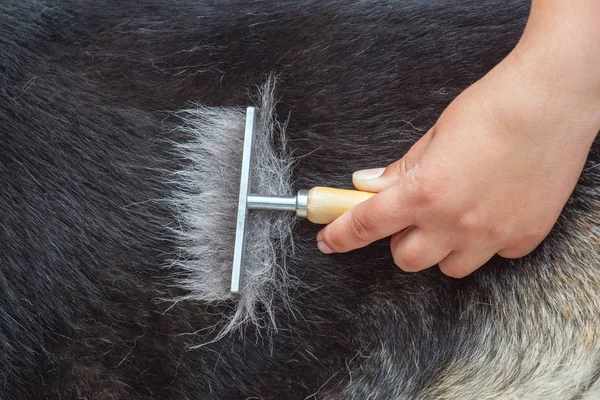 A hayvan hastalıklarıyla ilgili bir Alman çoban köpeği bir metal tarak ile tarak.