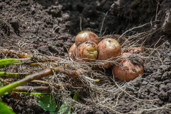 O arbusto da batata jovem escavada jaz no chão — Fotografia de Stock